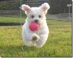 bichon_ball